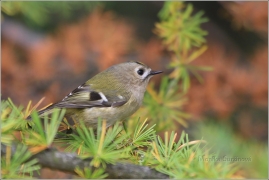 <p>KRÁLÍČEK OBECNÝ (Regulus regulus) /Goldcrest - Wintergoldhähnchen/</p>
